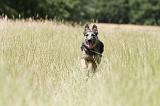 BOUVIER DES ARDENNES 036